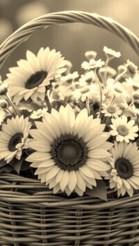 Szary + Sepia