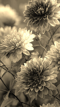 Szary + Sepia