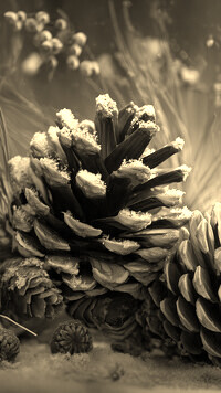 Szary + Sepia