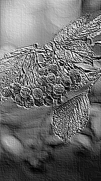 Skamielina