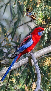Oryginalny obrazek