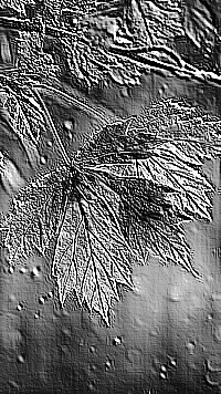 Skamielina