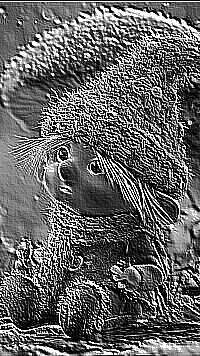 Skamielina