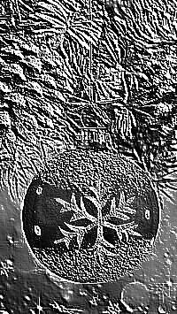 Skamielina