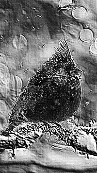 Skamielina