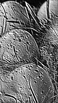 Skamielina