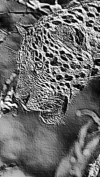 Skamielina