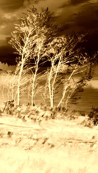 Sepia + Negatyw