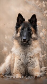 Oryginalny obrazek