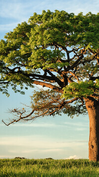 Oryginalny obrazek