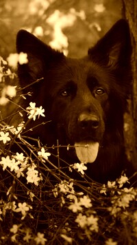 Sepia