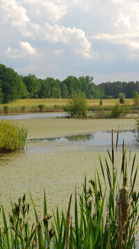 Oryginalny obrazek