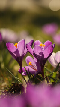 Oryginalny obrazek