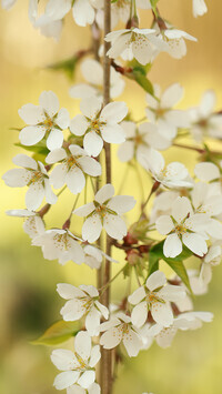 Oryginalny obrazek