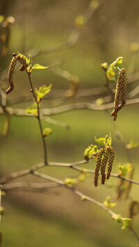 Oryginalny obrazek