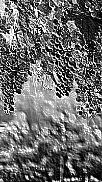Skamielina
