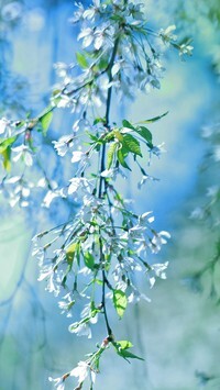 Oryginalny obrazek