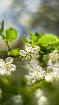 Oryginalny obrazek