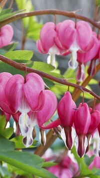 Oryginalny obrazek