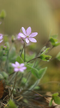 Oryginalny obrazek