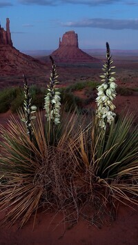 Oryginalny obrazek