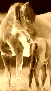 Sepia + Negatyw