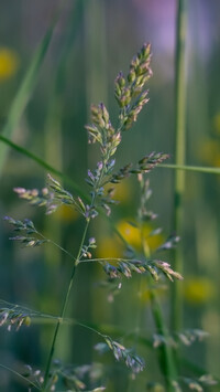 Oryginalny obrazek