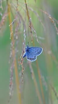 Oryginalny obrazek