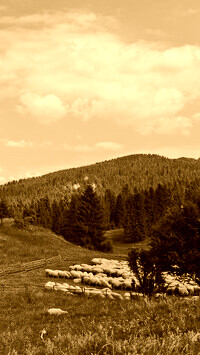 Sepia