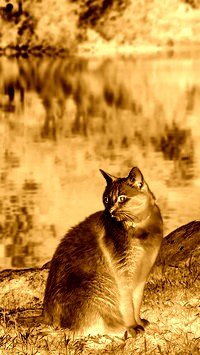 Sepia + Negatyw