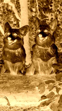 Sepia + Negatyw