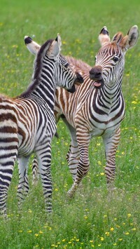 Oryginalny obrazek