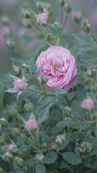 Oryginalny obrazek