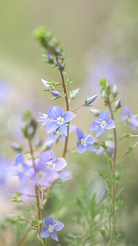 Oryginalny obrazek