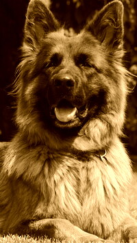 Sepia