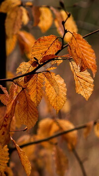 Oryginalny obrazek