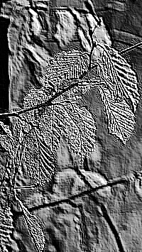 Skamielina