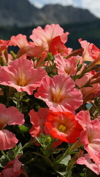 Oryginalny obrazek