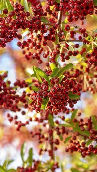 Oryginalny obrazek