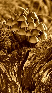Sepia