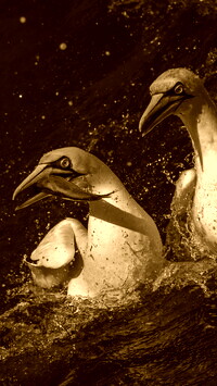 Sepia