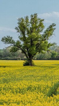 Oryginalny obrazek