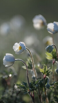 Oryginalny obrazek