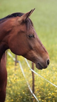 Oryginalny obrazek