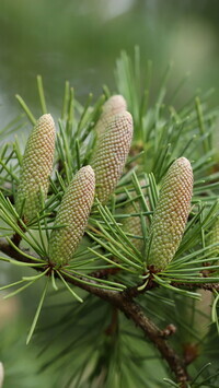 Oryginalny obrazek