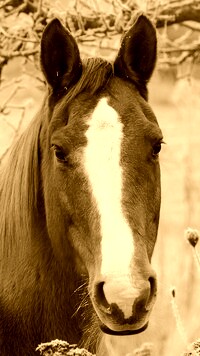 Sepia