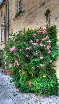 Oryginalny obrazek