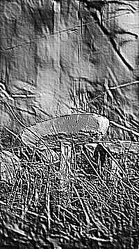 Skamielina