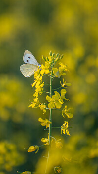 Oryginalny obrazek