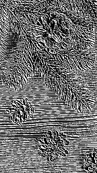 Skamielina